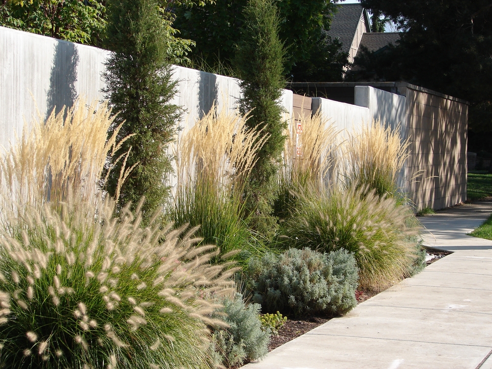Are Ornamental Grasses Becoming the Backbone of Climate-Ready Gardens?