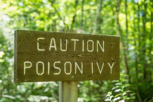 Poison Ivy Isn’t the Only Plant Gardeners Should Learn to Recognize