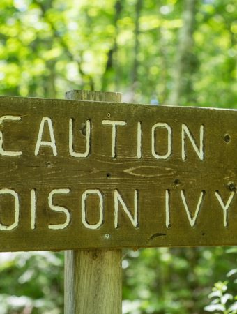 Poison Ivy Isn’t the Only Plant Gardeners Should Learn to Recognize