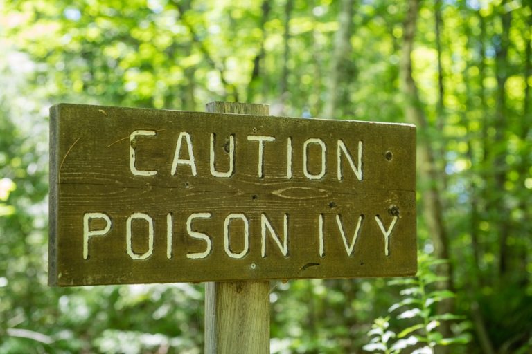 Poison Ivy Isn’t the Only Plant Gardeners Should Learn to Recognize