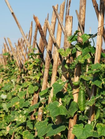 6 Ways to Reuse Bamboo Stakes Before Putting Them Away