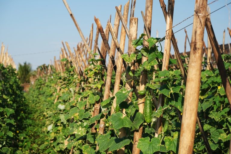 6 Ways to Reuse Bamboo Stakes Before Putting Them Away