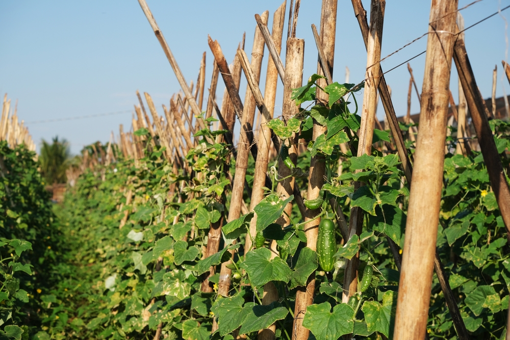 6 Ways to Reuse Bamboo Stakes Before Putting Them Away