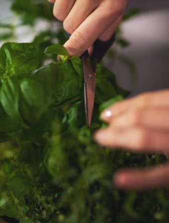 Can You Use Pruned Herb Stems to Start Free New Plants?