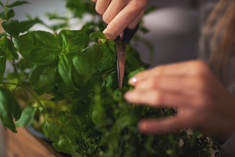Can You Use Pruned Herb Stems to Start Free New Plants?