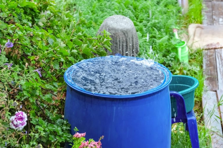 How to Reuse Rainwater Without Creating a Mosquito Problem