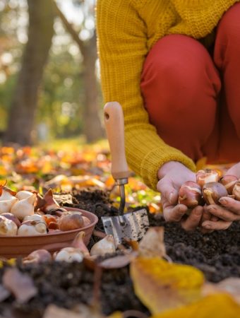 Your Fall Garden Could Be Cheaper to Start Than Your Spring Garden