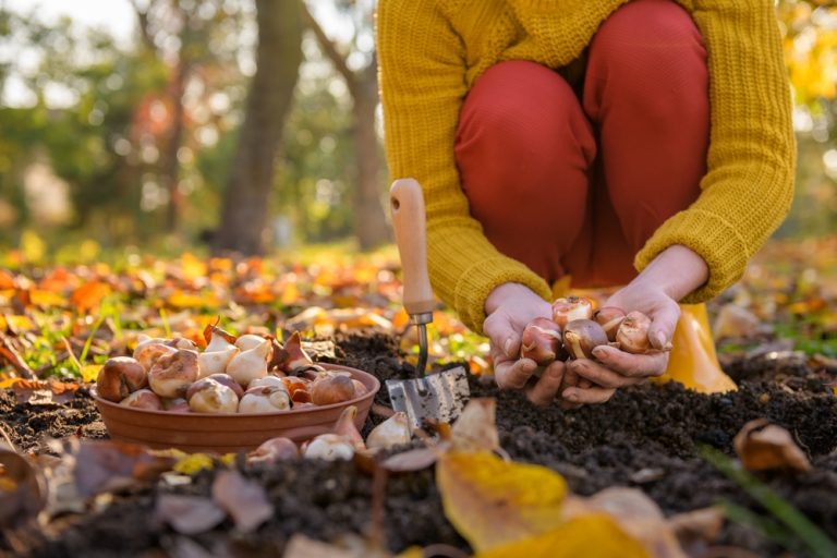 Your Fall Garden Could Be Cheaper to Start Than Your Spring Garden