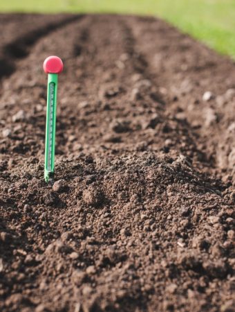 6 Signs Garden Soil Is Too Warm for Newly Sown Seeds