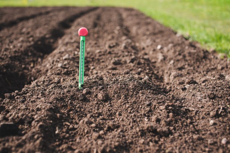 6 Signs Garden Soil Is Too Warm for Newly Sown Seeds
