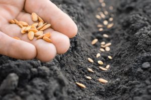 Should You Cover Freshly Sown Seeds With Burlap?