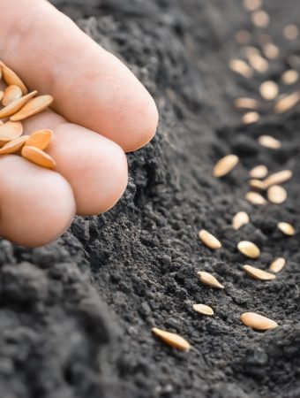 Should You Cover Freshly Sown Seeds With Burlap?