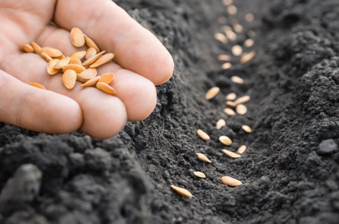 Should You Cover Freshly Sown Seeds With Burlap?