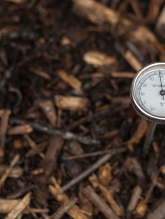 Should You Compost Diseased Plants? The Answer Depends on How Hot Your Pile Gets