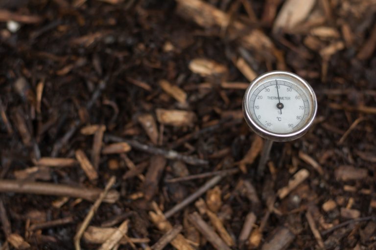 Should You Compost Diseased Plants? The Answer Depends on How Hot Your Pile Gets