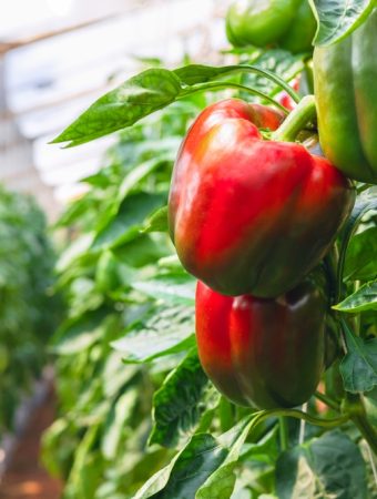 5 Ways to Stabilize Pepper Plants Loaded With Fruit
