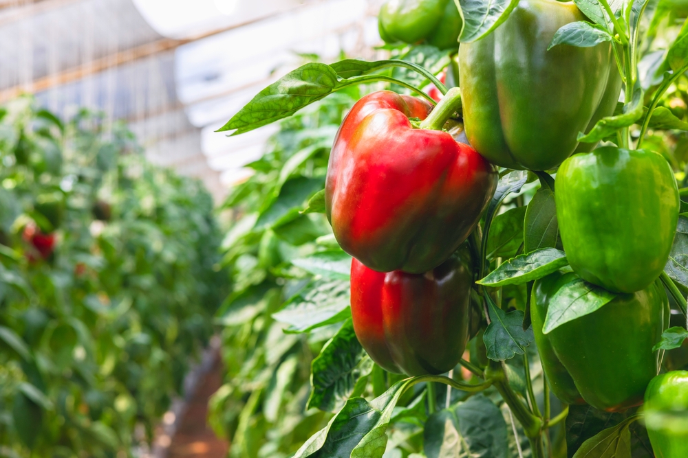 5 Ways to Stabilize Pepper Plants Loaded With Fruit