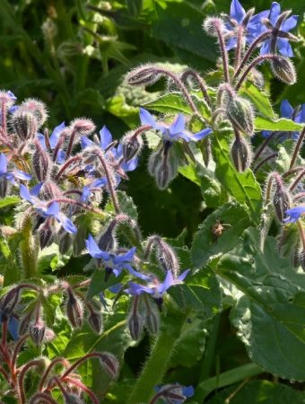 Why Are Gardeners Growing Borage for More Than Its Flowers?
