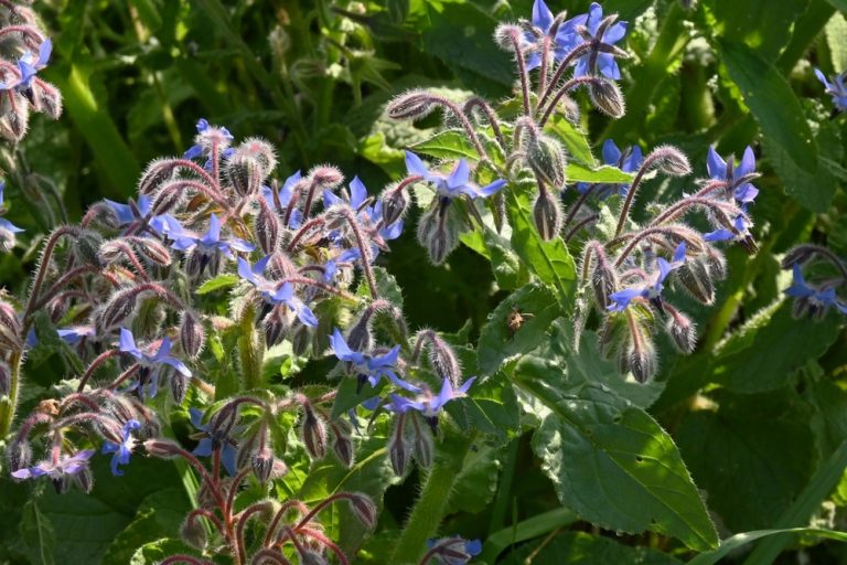 Why Are Gardeners Growing Borage for More Than Its Flowers?