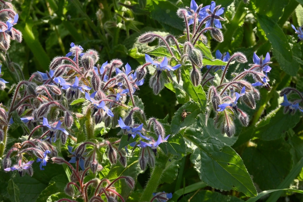 Why Are Gardeners Growing Borage for More Than Its Flowers?