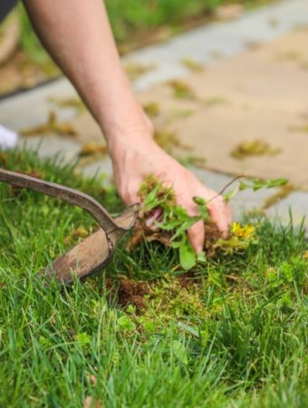 6 End-of-Summer Weeds You May Want to Identify Before Pulling