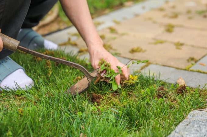 6 End-of-Summer Weeds You May Want to Identify Before Pulling