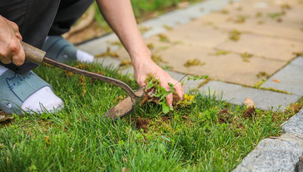 6 End-of-Summer Weeds You May Want to Identify Before Pulling