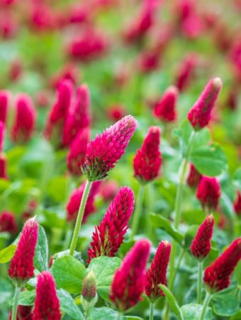 Best Cover Crops for Small Gardens After Summer Harvest