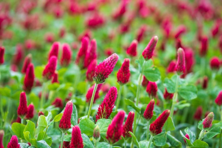 Best Cover Crops for Small Gardens After Summer Harvest