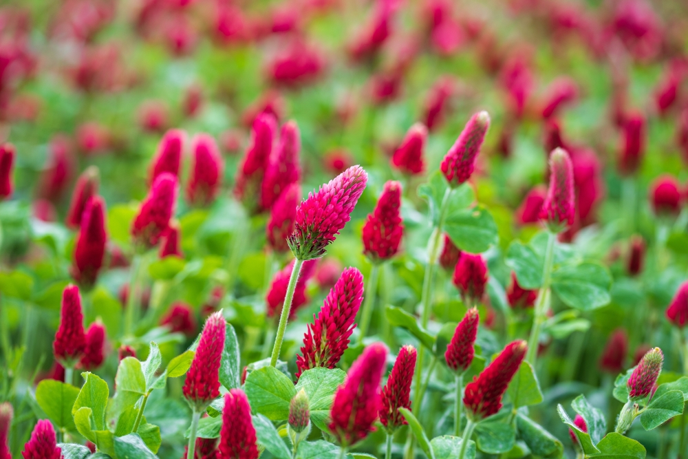 Best Cover Crops for Small Gardens After Summer Harvest