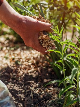 How to Prepare Raised Beds for Fall on a Small Budget