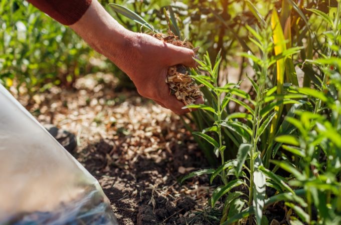 How to Prepare Raised Beds for Fall on a Small Budget