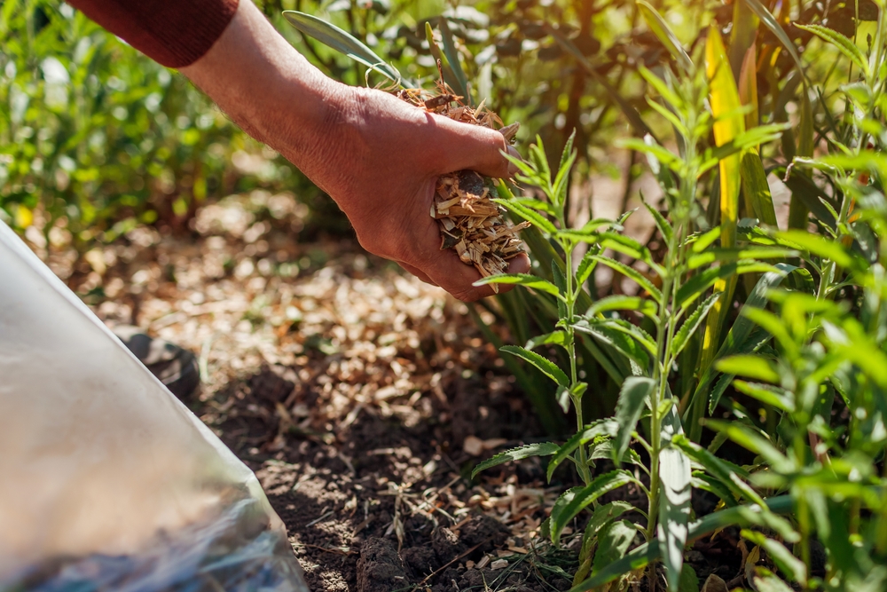 How to Prepare Raised Beds for Fall on a Small Budget