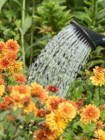How Much Water Does a Garden Need During Late-Summer Heat?