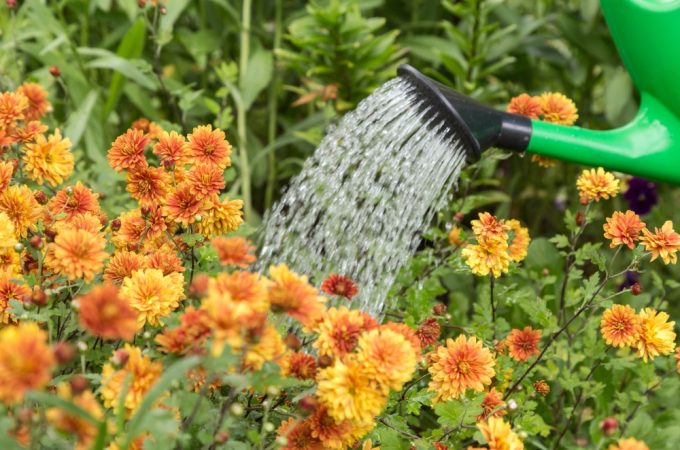 How Much Water Does a Garden Need During Late-Summer Heat?