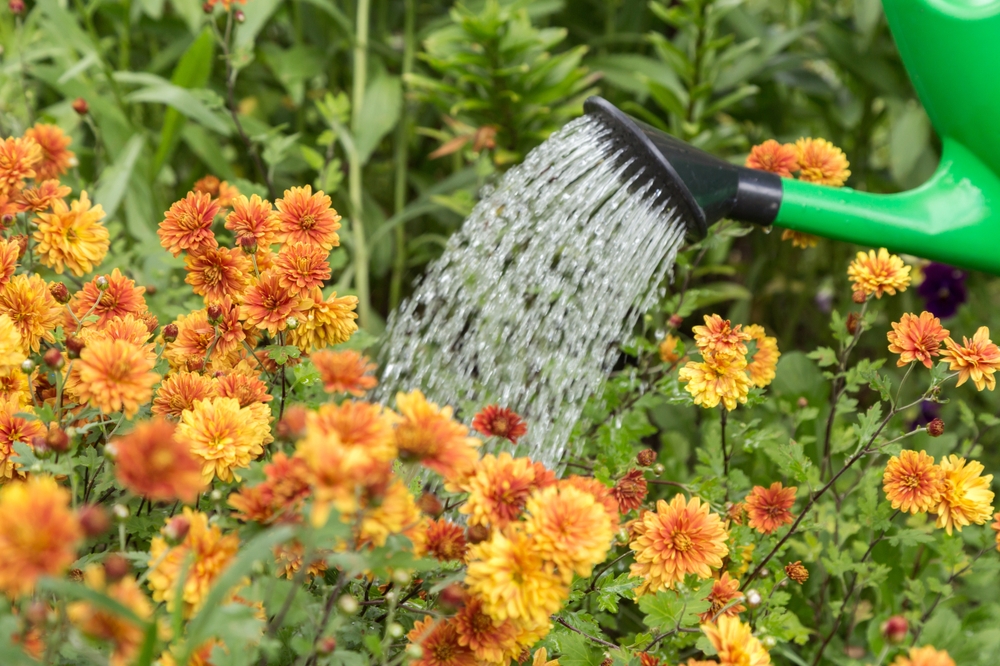 How Much Water Does a Garden Need During Late-Summer Heat?