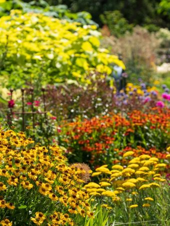 6 Perennials to Divide When the Hottest Weather Begins Easing
