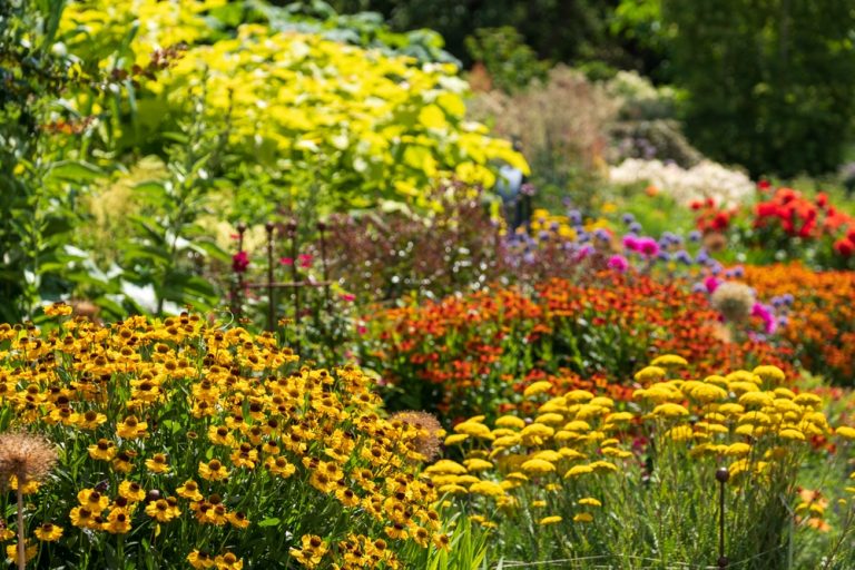 6 Perennials to Divide When the Hottest Weather Begins Easing