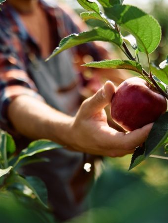 Should You Pick Apples as Soon as They Change Color?