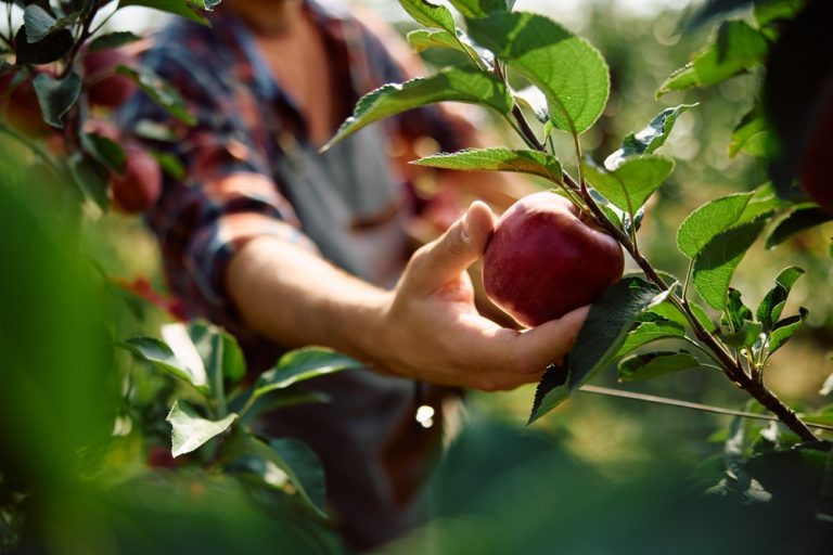 Should You Pick Apples as Soon as They Change Color?