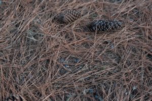 6 Smart Uses for Fallen Pine Needles Around Acid-Loving Plants