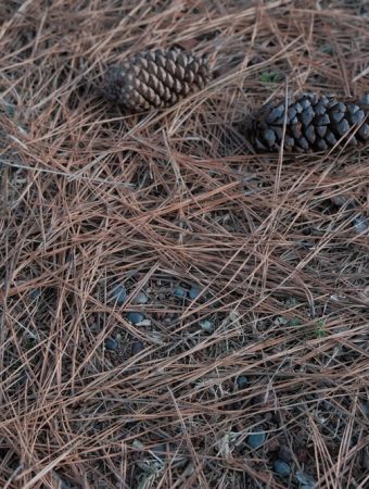 6 Smart Uses for Fallen Pine Needles Around Acid-Loving Plants