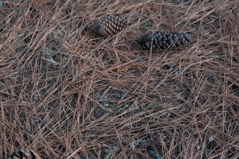 6 Smart Uses for Fallen Pine Needles Around Acid-Loving Plants