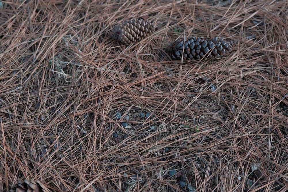6 Smart Uses for Fallen Pine Needles Around Acid-Loving Plants