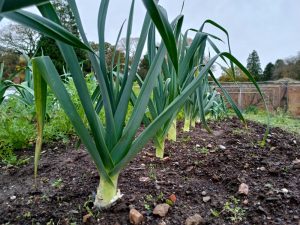 Why Are Your Leeks Thinner Than Pencils?