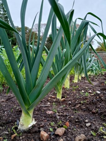 Why Are Your Leeks Thinner Than Pencils?