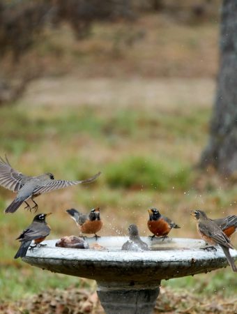 What Is the Best Way to Clean a Birdbath Without Harming Wildlife?