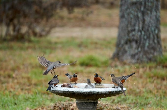 What Is the Best Way to Clean a Birdbath Without Harming Wildlife?