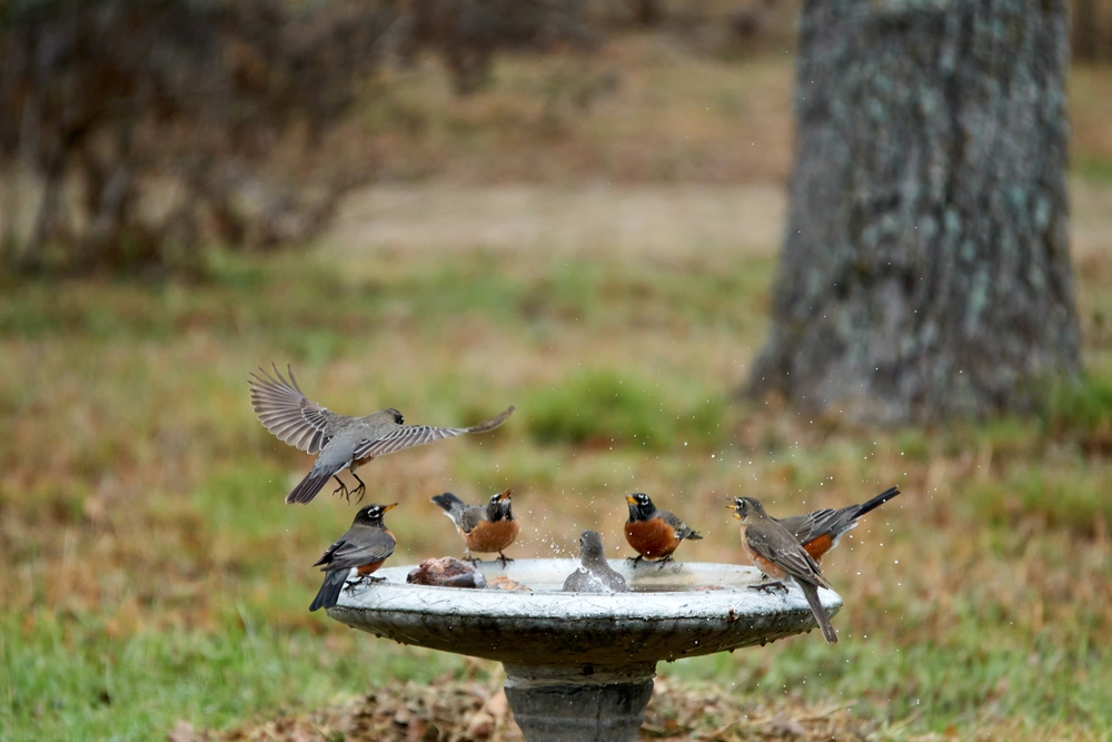 What Is the Best Way to Clean a Birdbath Without Harming Wildlife?