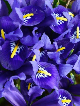 5 Ways to Keep Newly Divided Irises From Drying Out